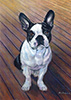 Boston bull terrier oil painting.